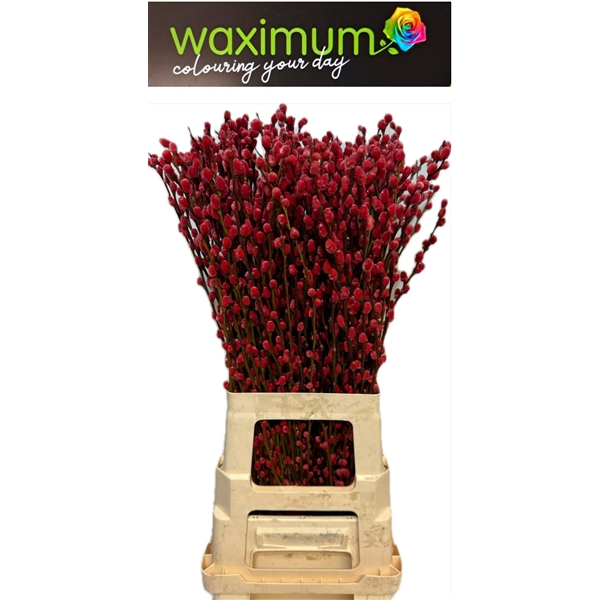 <h4>Salix Wilgenkatjes Rood</h4>