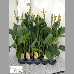 CANNA CANNOVA GEM