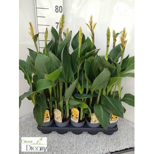 CANNA CANNOVA GEM