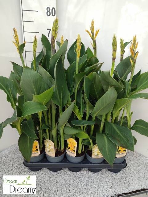 <h4>CANNA CANNOVA GEM</h4>