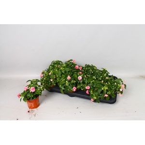 IMP FIESTA OLE PINK