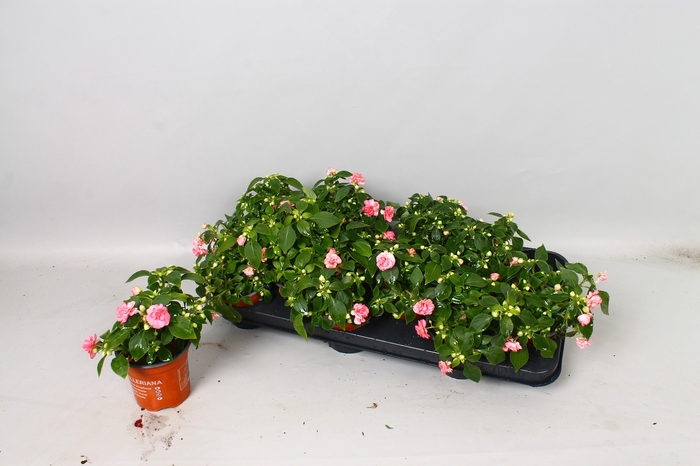 <h4>IMP FIESTA OLE PINK</h4>
