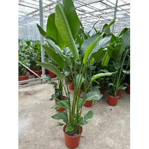 Strelitzia nicolai