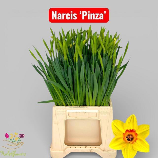 <h4>NARC G PINZA</h4>