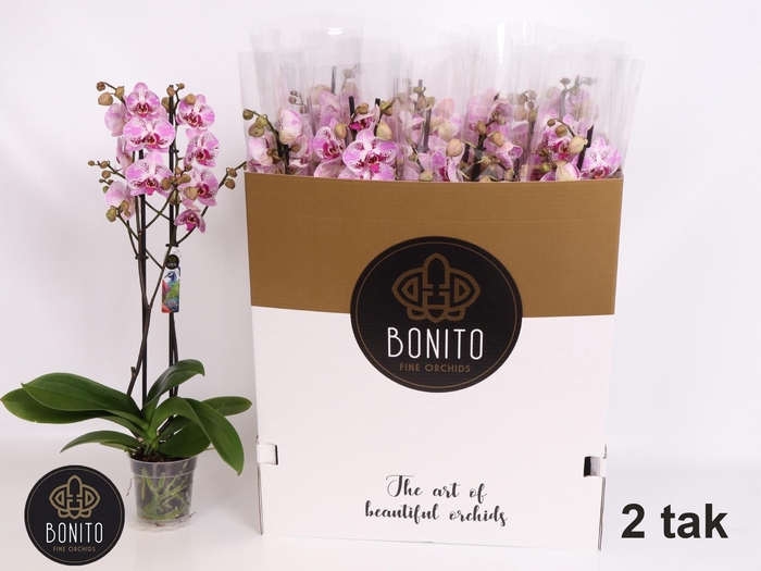 <h4>PHAL AN SEVILLA</h4>