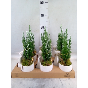 Arr.    Planten  L%