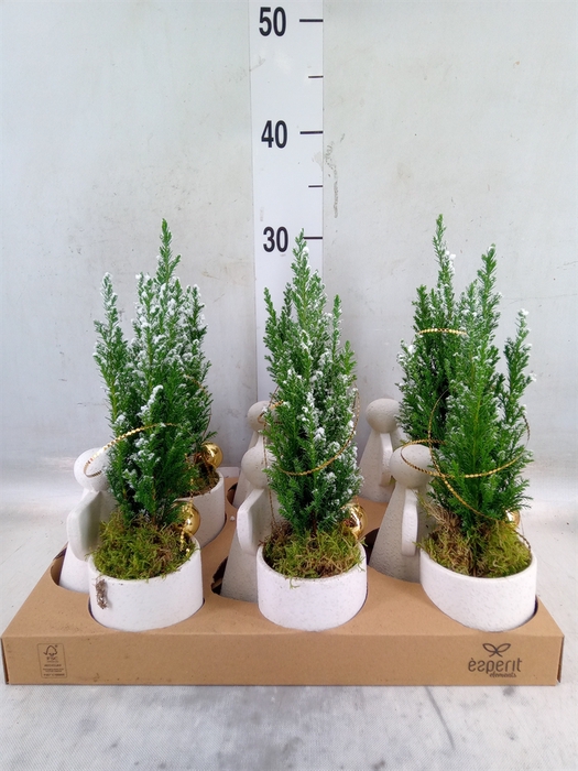 <h4>Arr.    Planten  L%</h4>