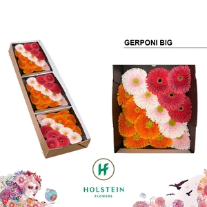 Gerbera Pomponi Mix Pomponi Doos