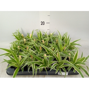 Chlorophytum com. 'Ocean'