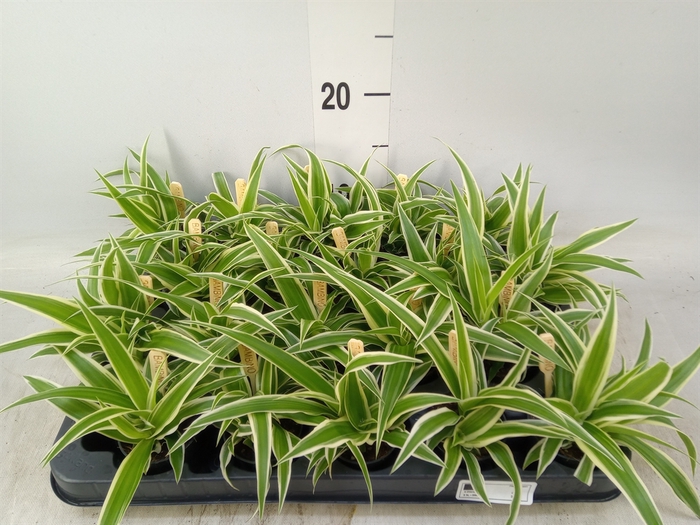 <h4>Chlorophytum com. 'Ocean'</h4>