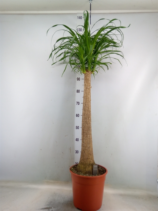 <h4>Beaucarnea recurvata</h4>