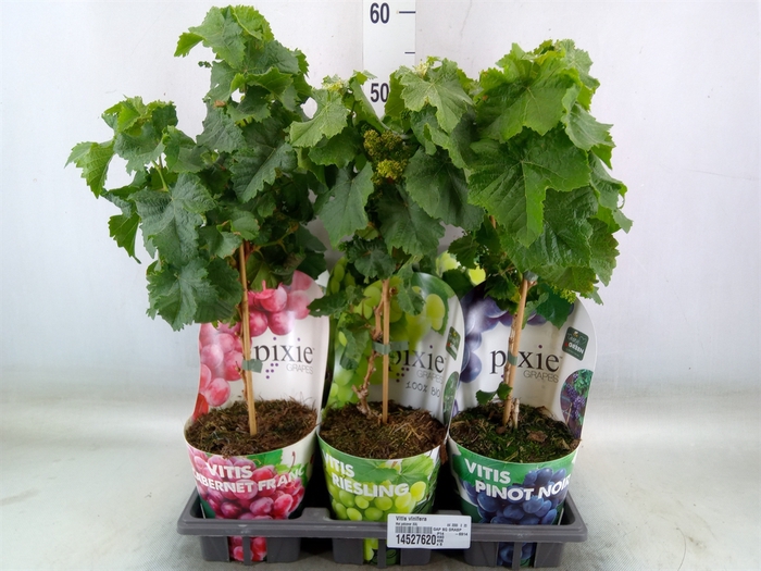 <h4>Vitis vinifera</h4>