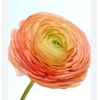 RANUNCULUS SALMONE 040 CM