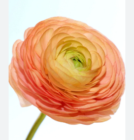 RANUNCULUS SALMONE 040 CM