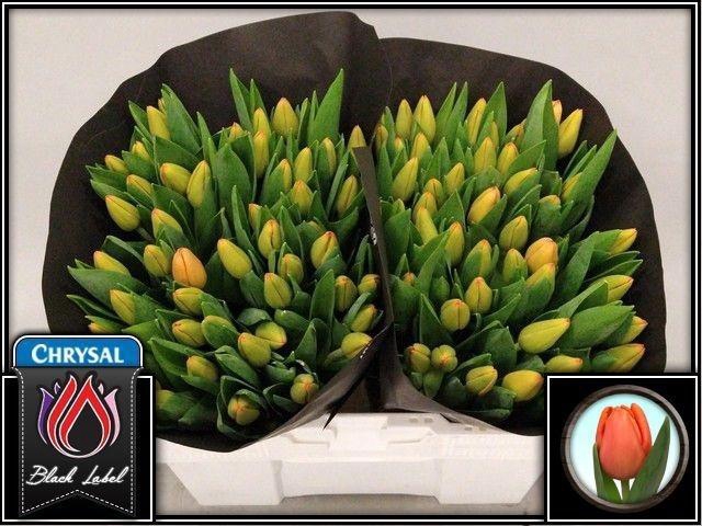 <h4>TU EN TIME OUT</h4>