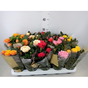 Rosa  'Kordana Grande'   ...mix