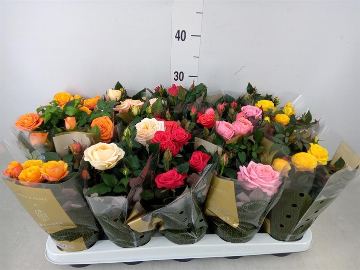 <h4>Rosa  'Kordana Grande'   ...mix</h4>