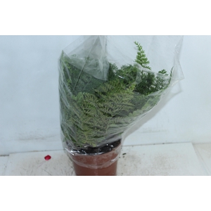 ASPLENIUM PARVATI P17