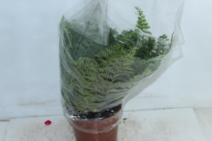 <h4>ASPLENIUM PARVATI P17</h4>