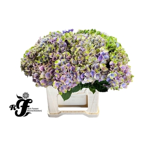HORT MAGICAL CORAL HYDR M MAG CORAL