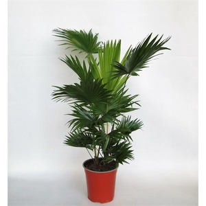 Livistona Rotundifolia 2 pp