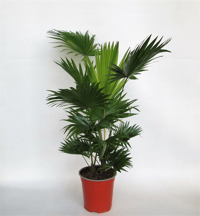 <h4>Livistona Rotundifolia 2 pp</h4>