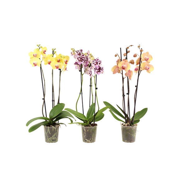 <h4>Phal Mix 3T18+</h4>