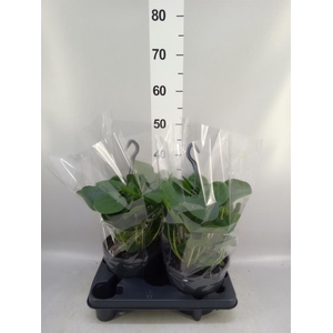 Pilea peperomioides
