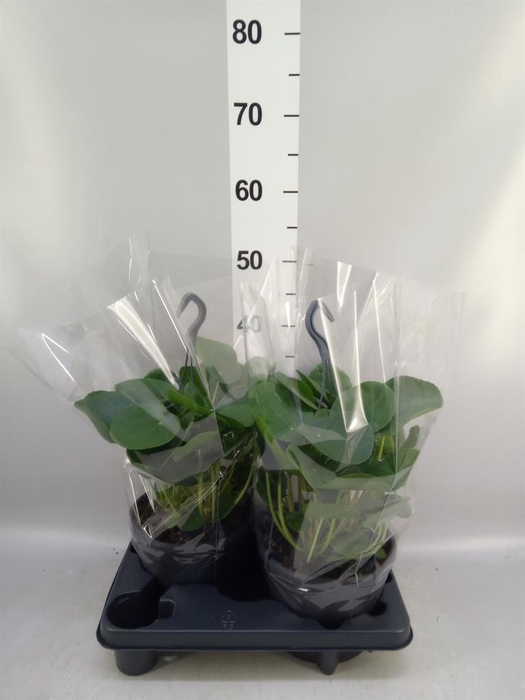 <h4>Pilea peperomioides</h4>