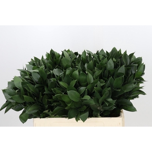 RUSCUS HYPOPHYLLUM