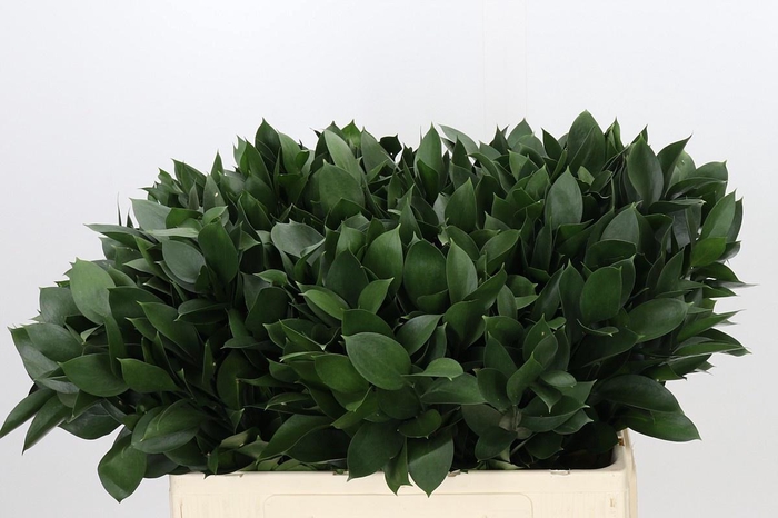 <h4>RUSCUS HYPOPHYLLUM</h4>