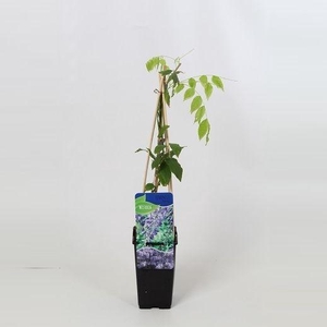 Wisteria sinensis Prolific