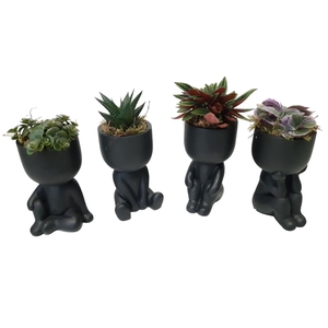 Arr.   Kamerplant Groen L%