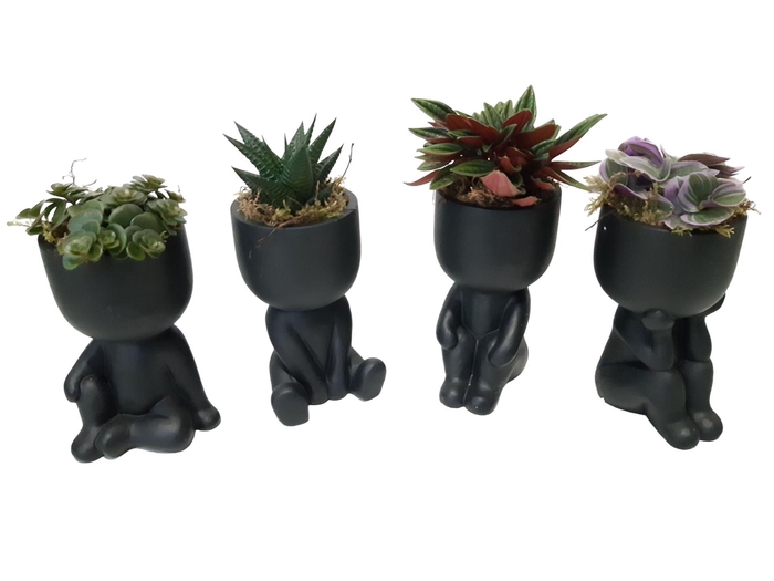 <h4>Arr.   Kamerplant Groen L%</h4>