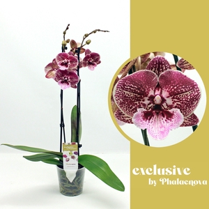 Ingrid 2-tak 60 (GROEN)