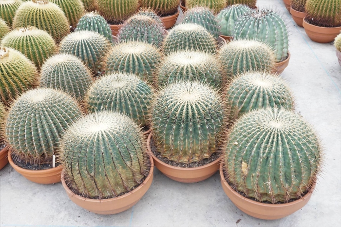 <h4>Cactus</h4>