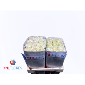 R GR CANDLELIGHT FRE