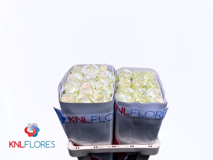 <h4>R GR CANDLELIGHT FRE</h4>