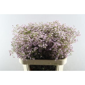 Chame Jupiter Sol (rose)