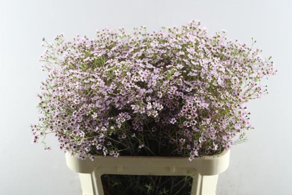 <h4>Chame Jupiter Sol (rose)</h4>