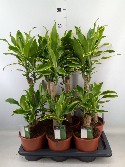 <h4>Dracaena frag. 'Golden Coast'</h4>