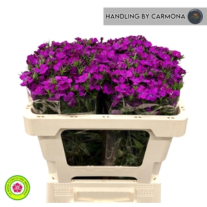 DI BARB AM NEON PURP