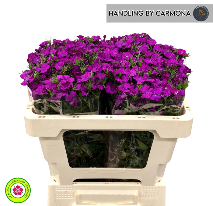 <h4>DI BARB AM NEON PURP</h4>