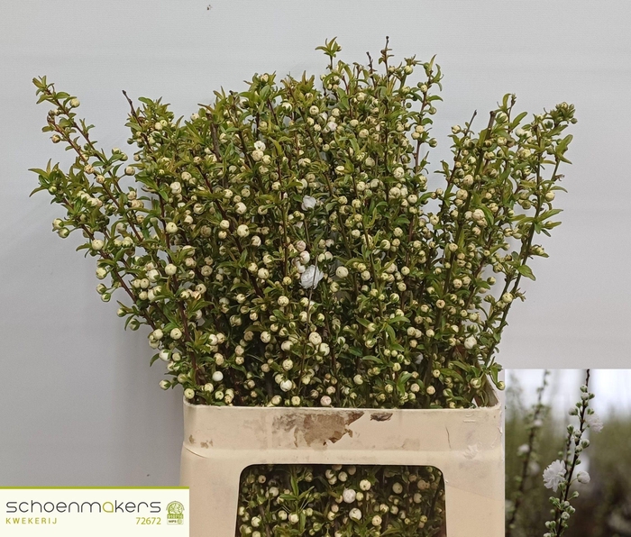 <h4>PRUNUS GLAND WIT ST</h4>