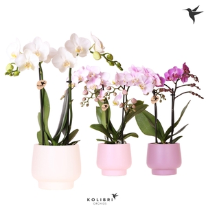 Kolibri Orchids Phalaenopsis mix 2 spike in Scandic pot mix