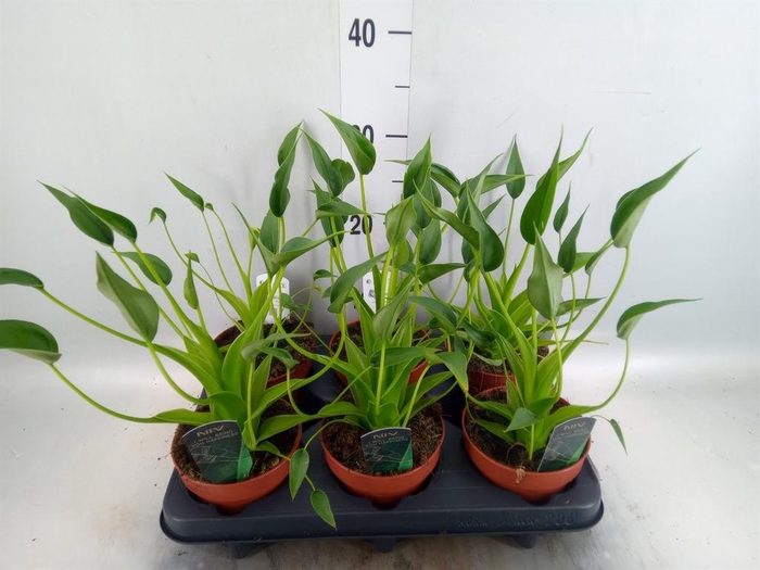 <h4>Alocasia 'Tiny Dancers'</h4>
