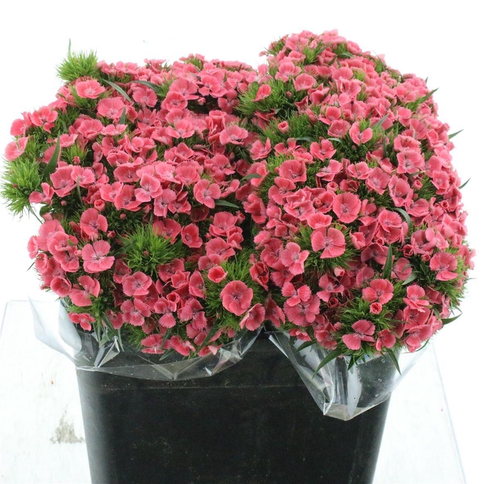 <h4>Di Barb Earl Pink Super</h4>