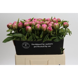 Paeonia Early Flamingo