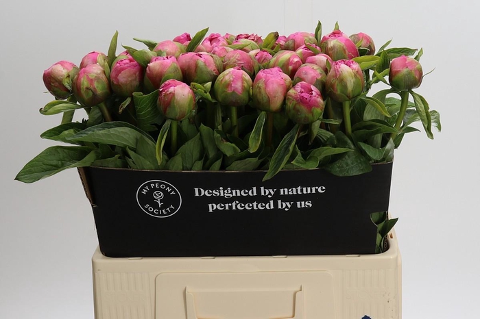 <h4>Paeonia Early Flamingo</h4>