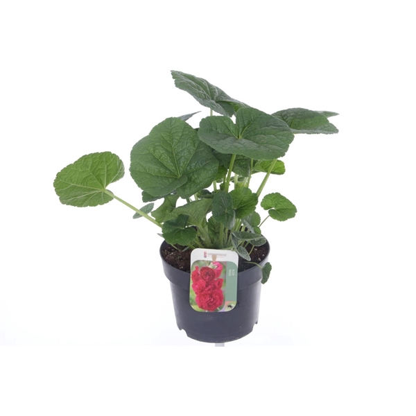<h4>Alcea rosea Chart. Double Scarlet</h4>